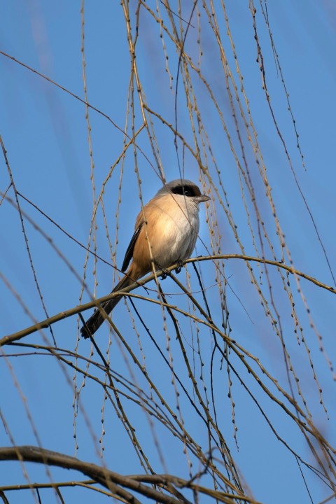 a bird sitting on a branch of a tree