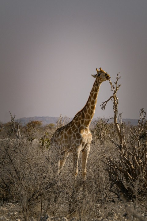 a giraffe standing in the middle of a field