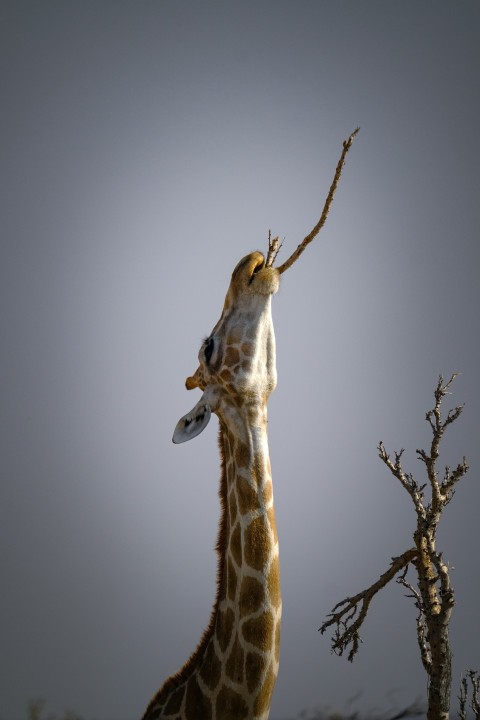 a giraffe reaching up to reach a tree