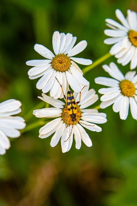 a bug sitting on top of a white flower