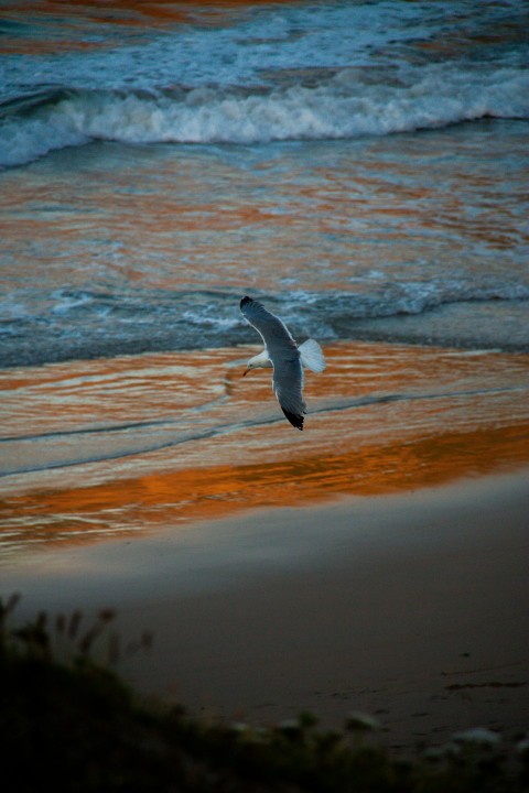 a bird flying over a beach next to the ocean