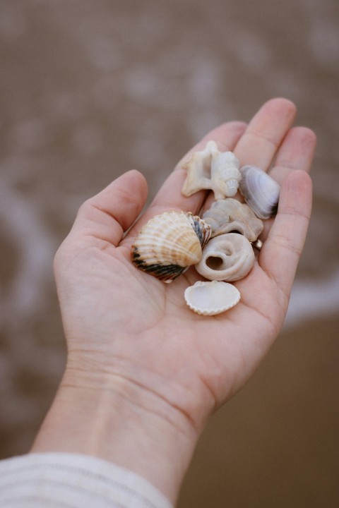 a person holding a handful of sea shells