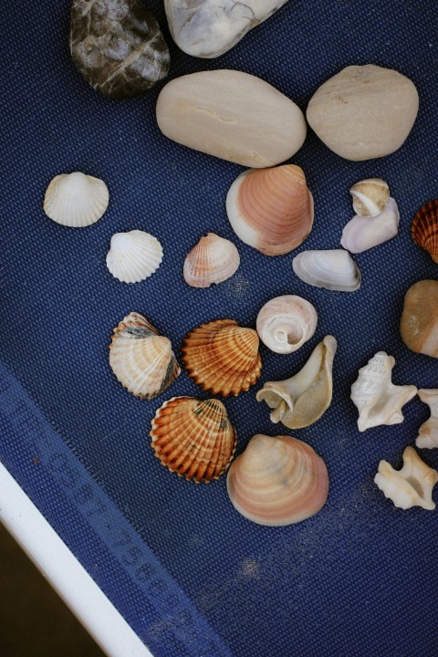 a blue table topped with lots of sea shells EIr5F