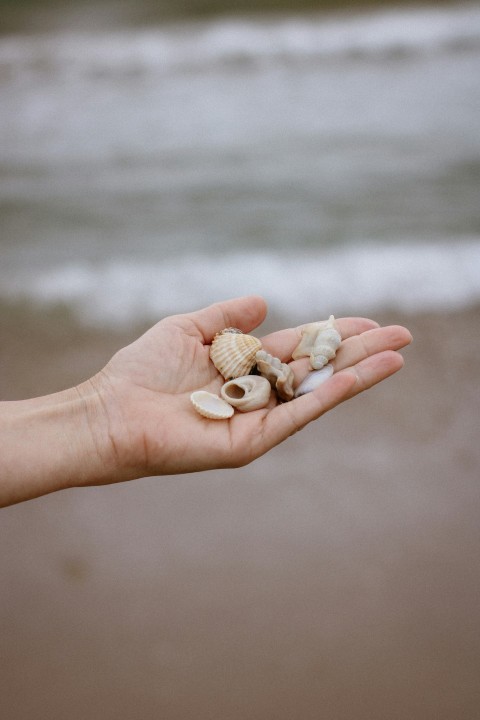 a person holding some shells in their hand