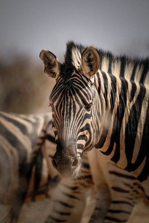 a group of zebra standing next to each other