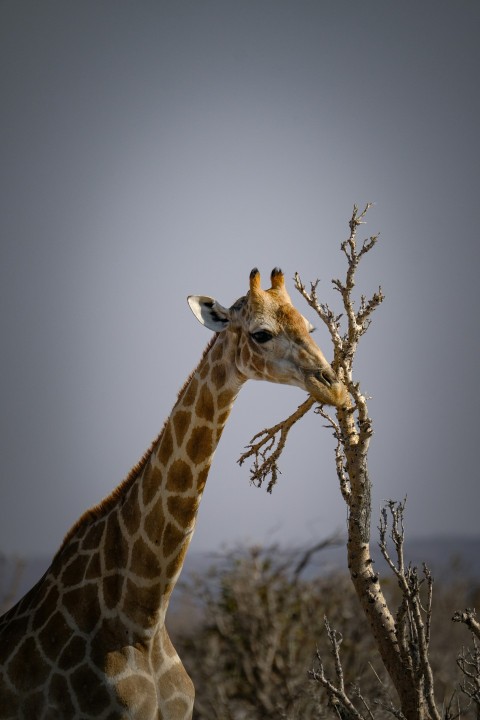 a giraffe standing next to a dry tree