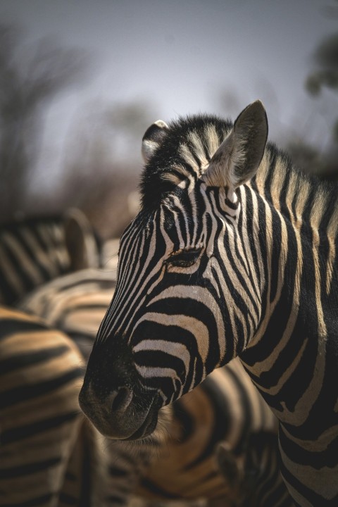 a herd of zebra standing next to each other