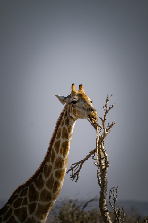 a giraffe standing next to a dry tree