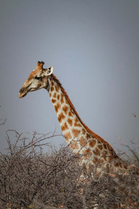a giraffe standing in the middle of a field