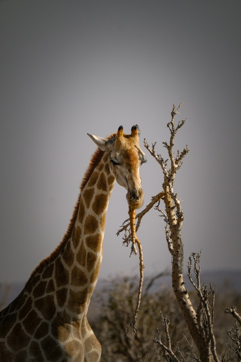 a giraffe standing next to a dry tree