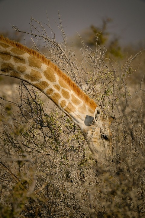 a giraffe eating leaves from a bush in the wild