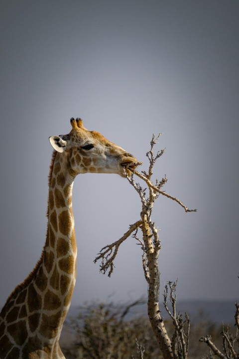 a giraffe standing next to a dead tree Nh2ex