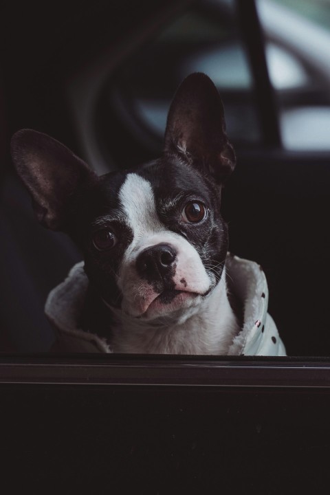 a small black and white dog sitting in a car