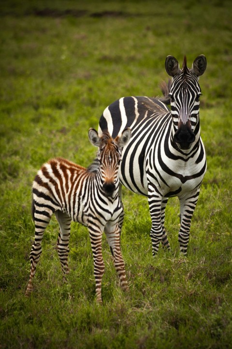 a baby zebra standing next to an adult zebra