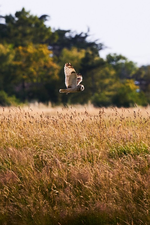 a bird flying over a field of tall grass