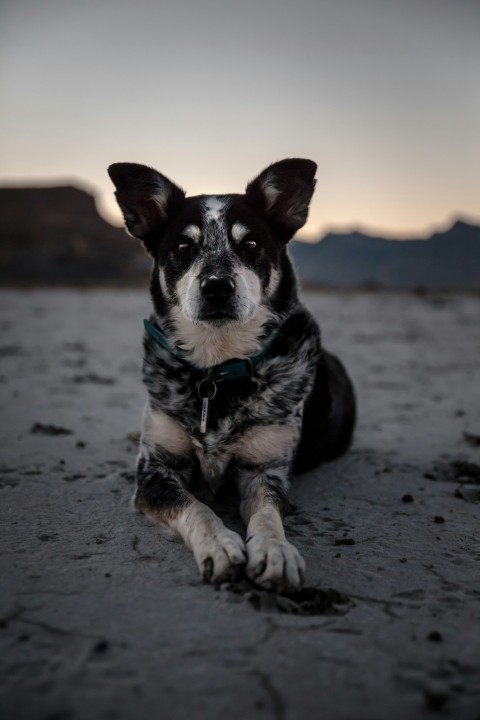 selective focus photography of short coated black and white dog S