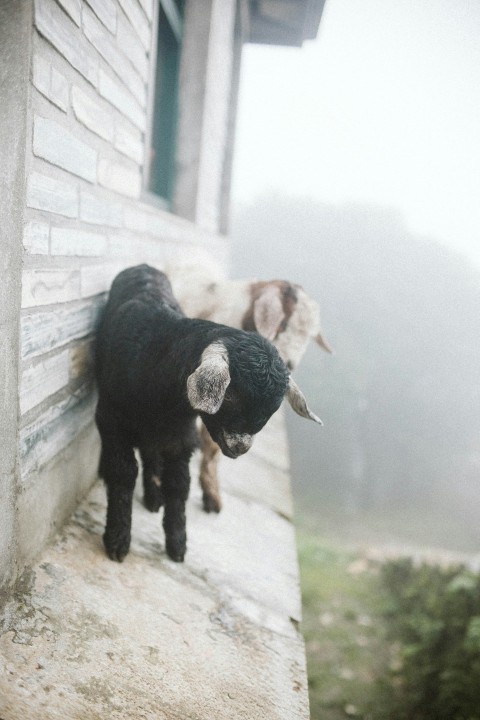 two white brown and black goat kids during daytime