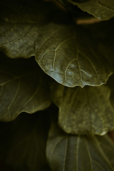 green leaf in close up photography