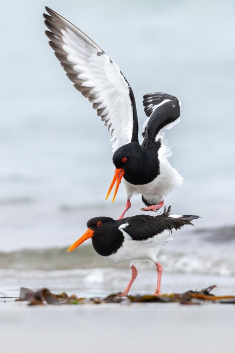 two white and black birds 4J_1bwE8