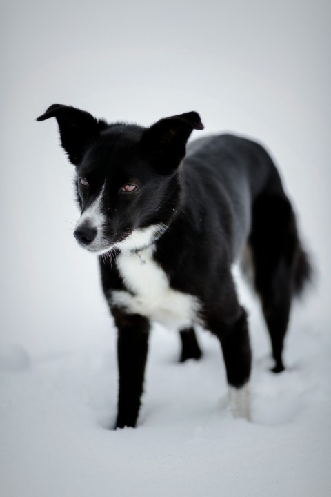 standing short coated black and white dog