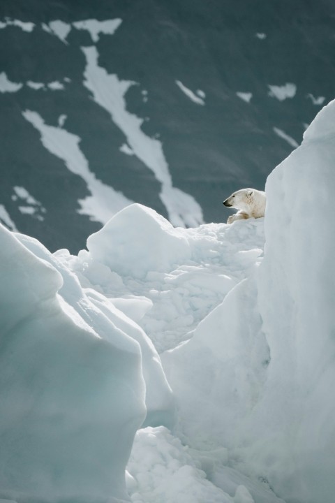 white polar bear XdFKkvPV