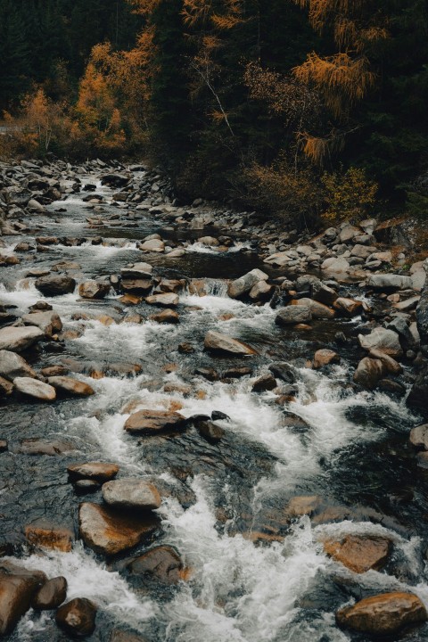 a river running through a forest filled with lots of rocks