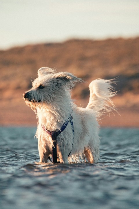 a small white dog standing on top of a body of water  e