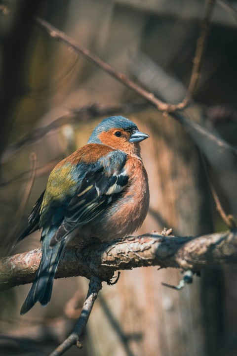 a bird sitting on a branch