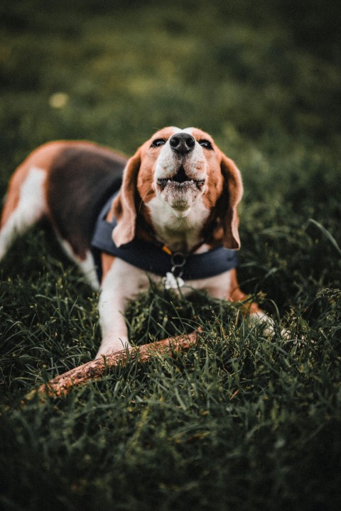 brown white and black beagle puppy on green grass during daytime