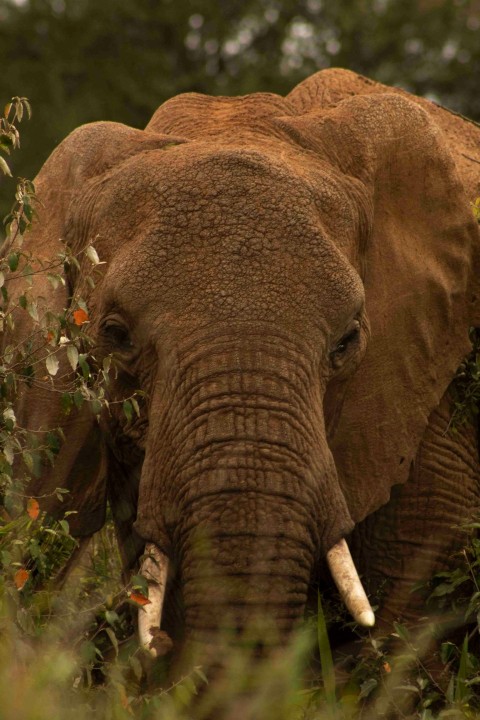 brown elephant eating green grass during daytime