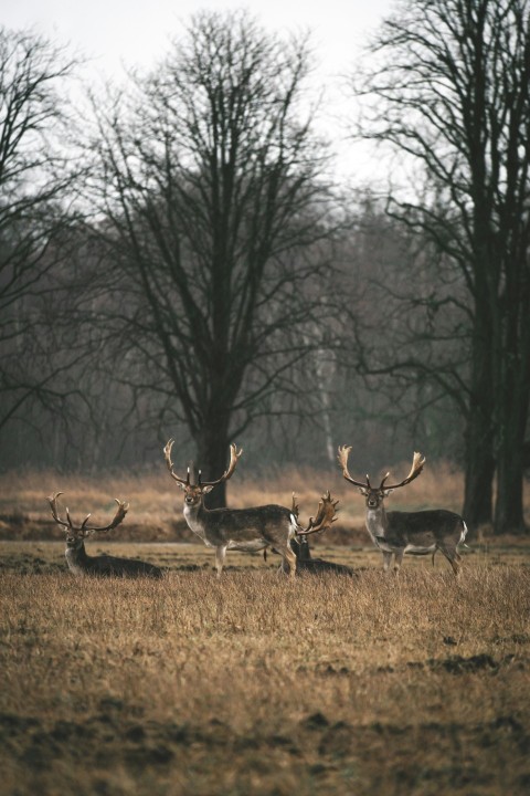 brown deer on brown grass field