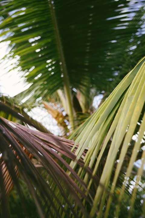 green palm tree during daytime UcjUX