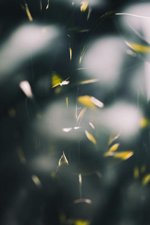 a blurry photo of a bunch of leaves