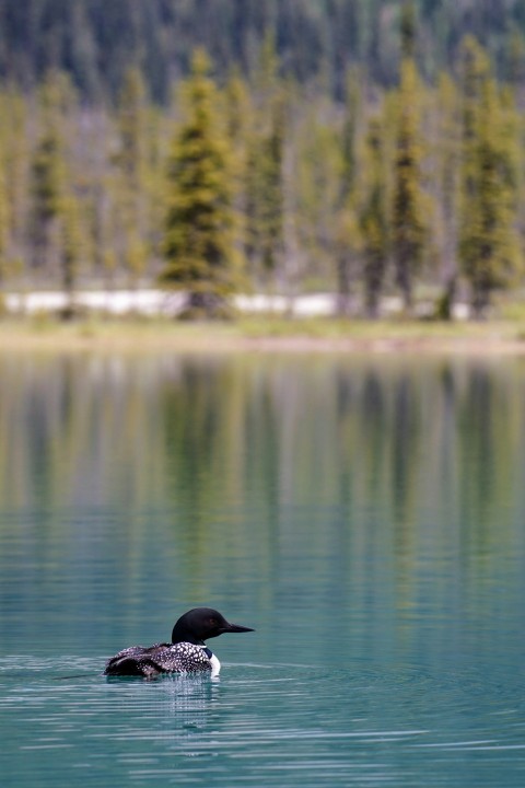 black duck on body of water Wyg