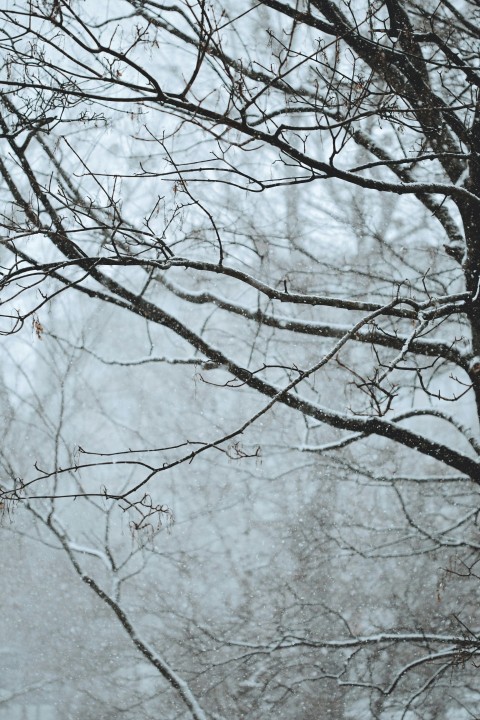 snow covered leafless trees UBtUB4Qc