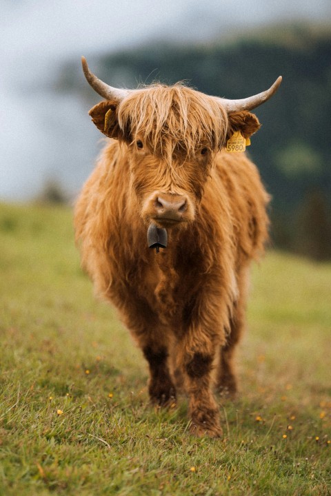 a cow with a bell on its ear