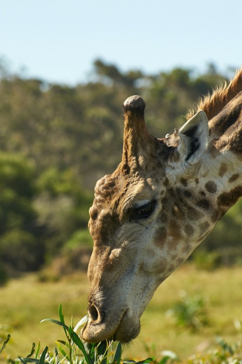 giraffe eating leaf