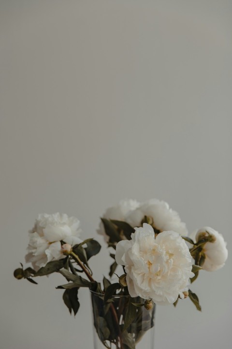 white flower on white background