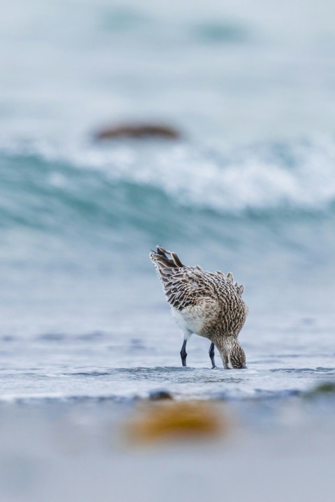 brown chick near seashore