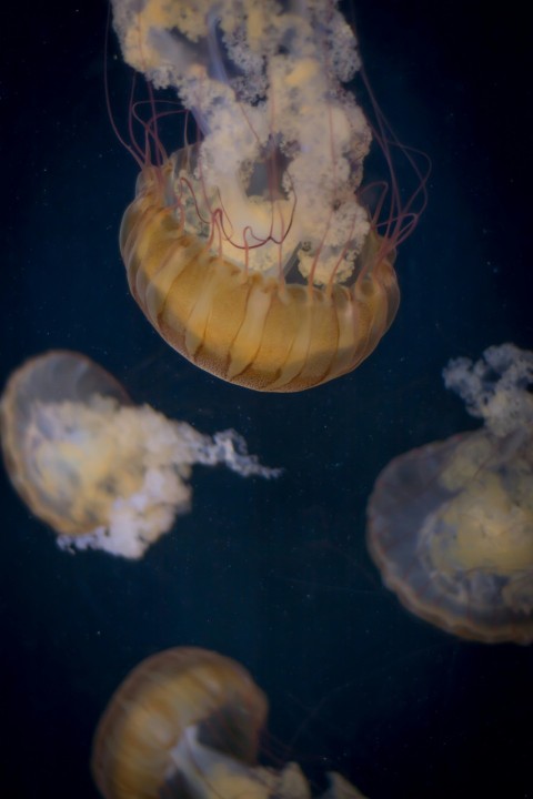 white and brown jellyfish in water