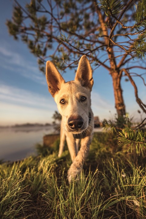 a dog that is standing in the grass