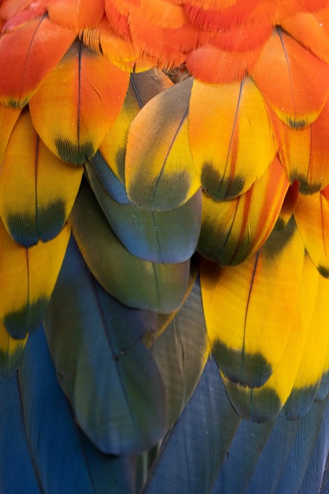 a close up of a colorful birds feathers