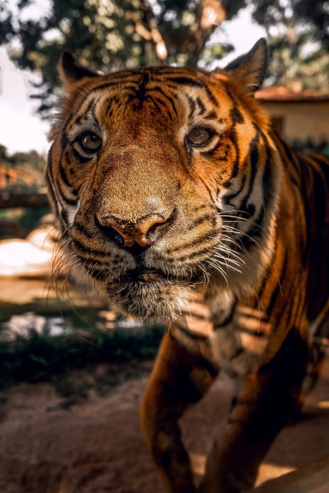 a close up of a tiger on a dirt ground ZWcg5MM