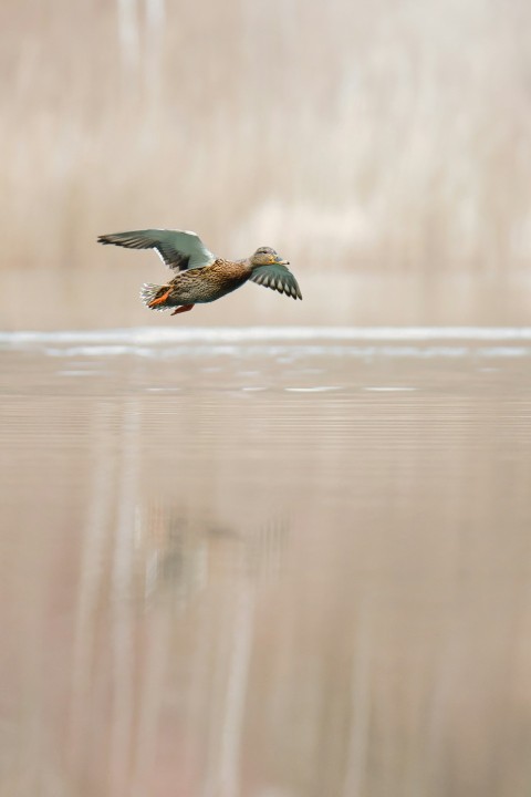 a bird flying over a body of water