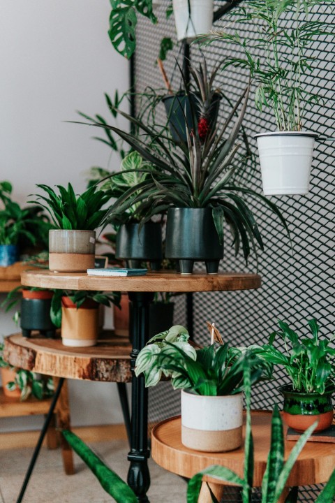 green potted plant on brown wooden table