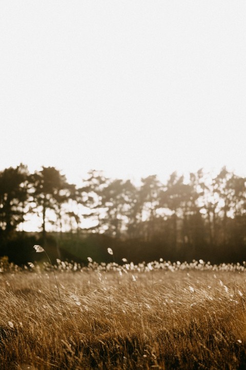 a person standing in a field with a frisbee 01mGHoJ02