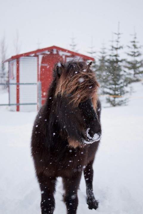 brown horse during winter season s