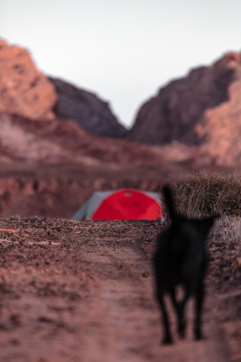 a black dog standing on top of a dirt road