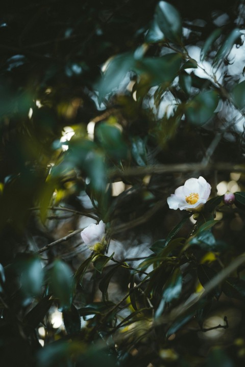 white flower in tilt shift lens