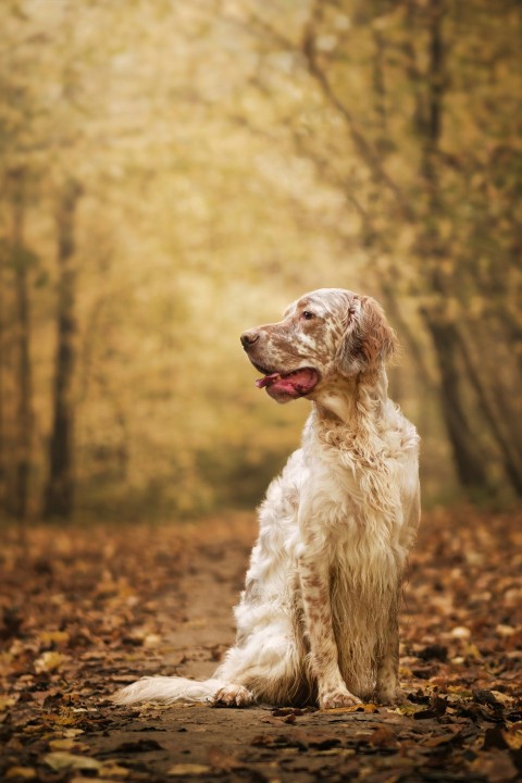 a dog sitting on the ground